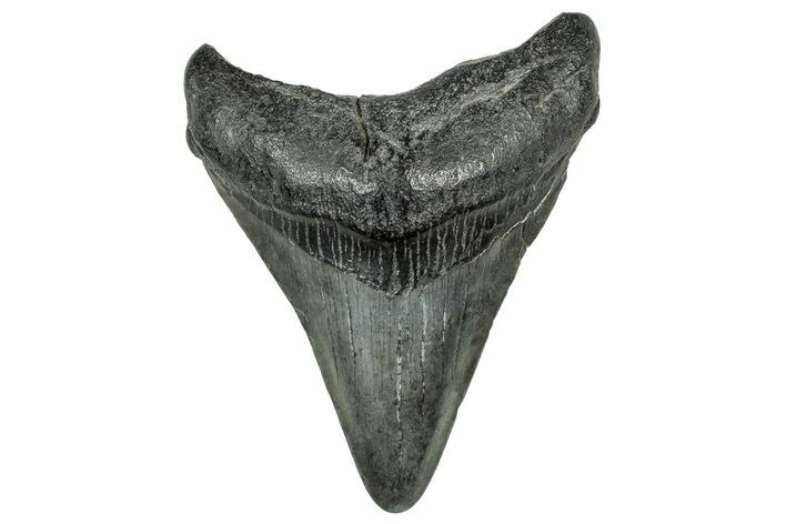 Fossil Megalodon Tooth - South Carolina #327562
